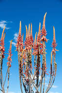 Aloe littoralis Baker resmi