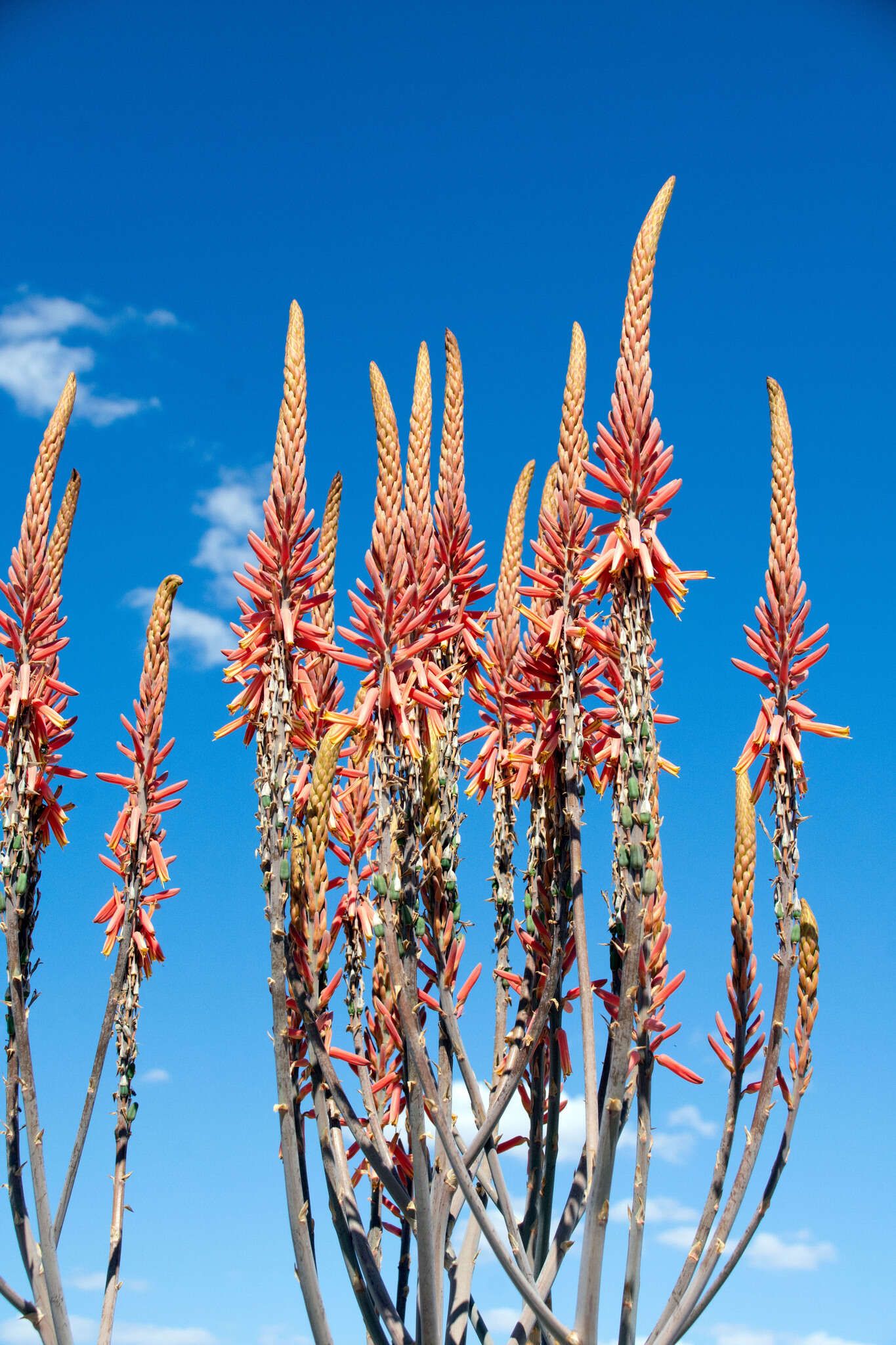 Aloe littoralis Baker resmi