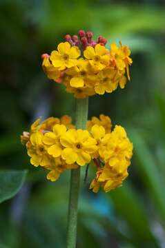 Image of Primula bulleyana Forrest