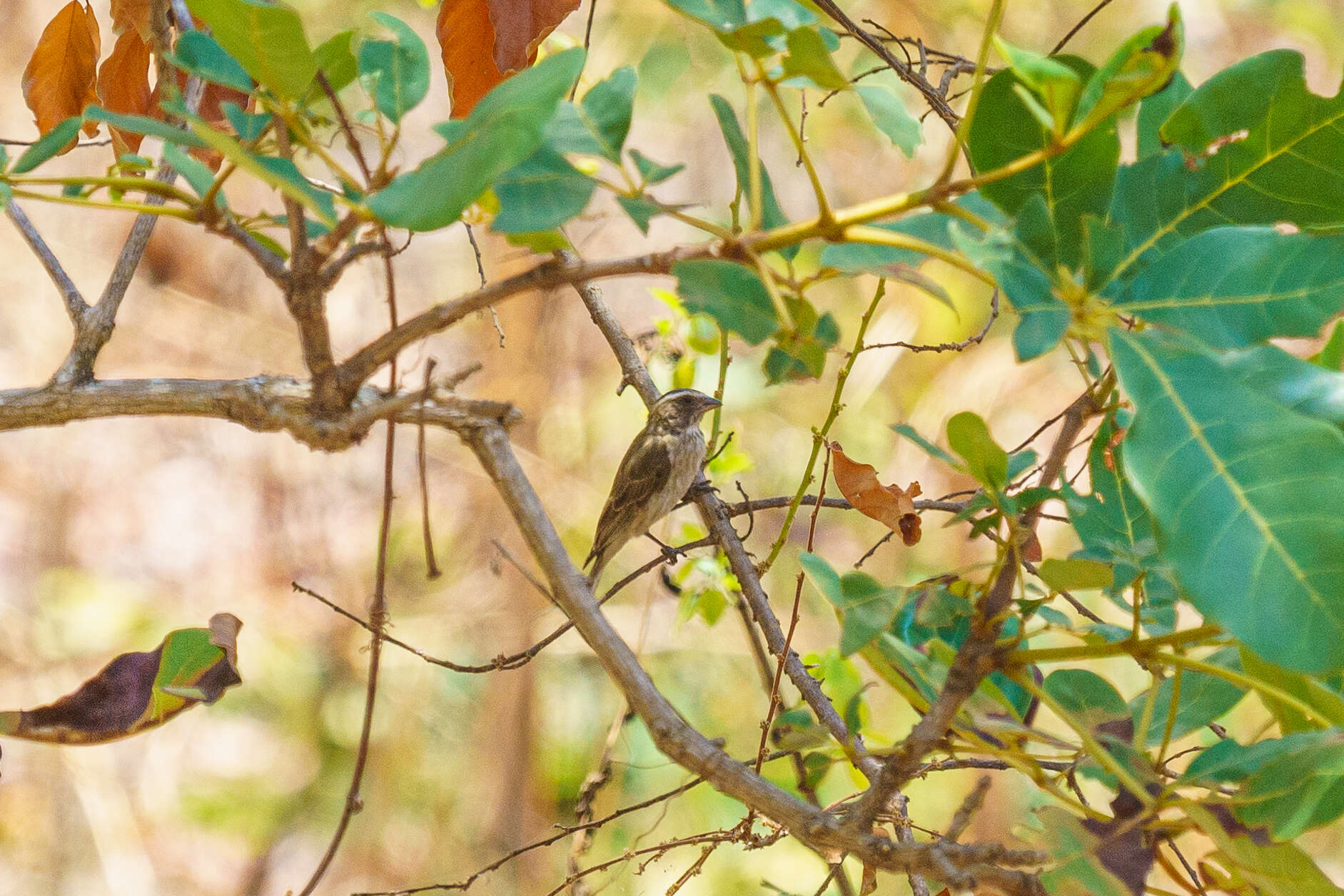 Image of Reichard's Seedeater