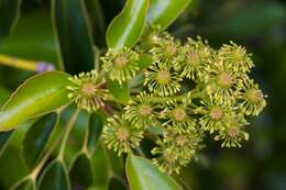 Image of Trochodendron