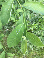 Image of northern spicebush