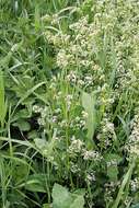 Image of White bedstraw