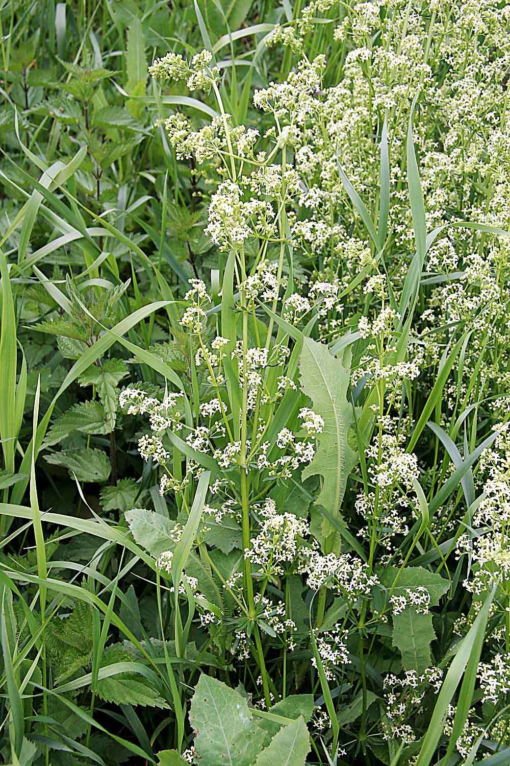 Plancia ëd Galium mollugo L.