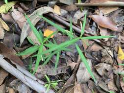 Image de Pigea stellarioides (Domin) P. I. Forst.