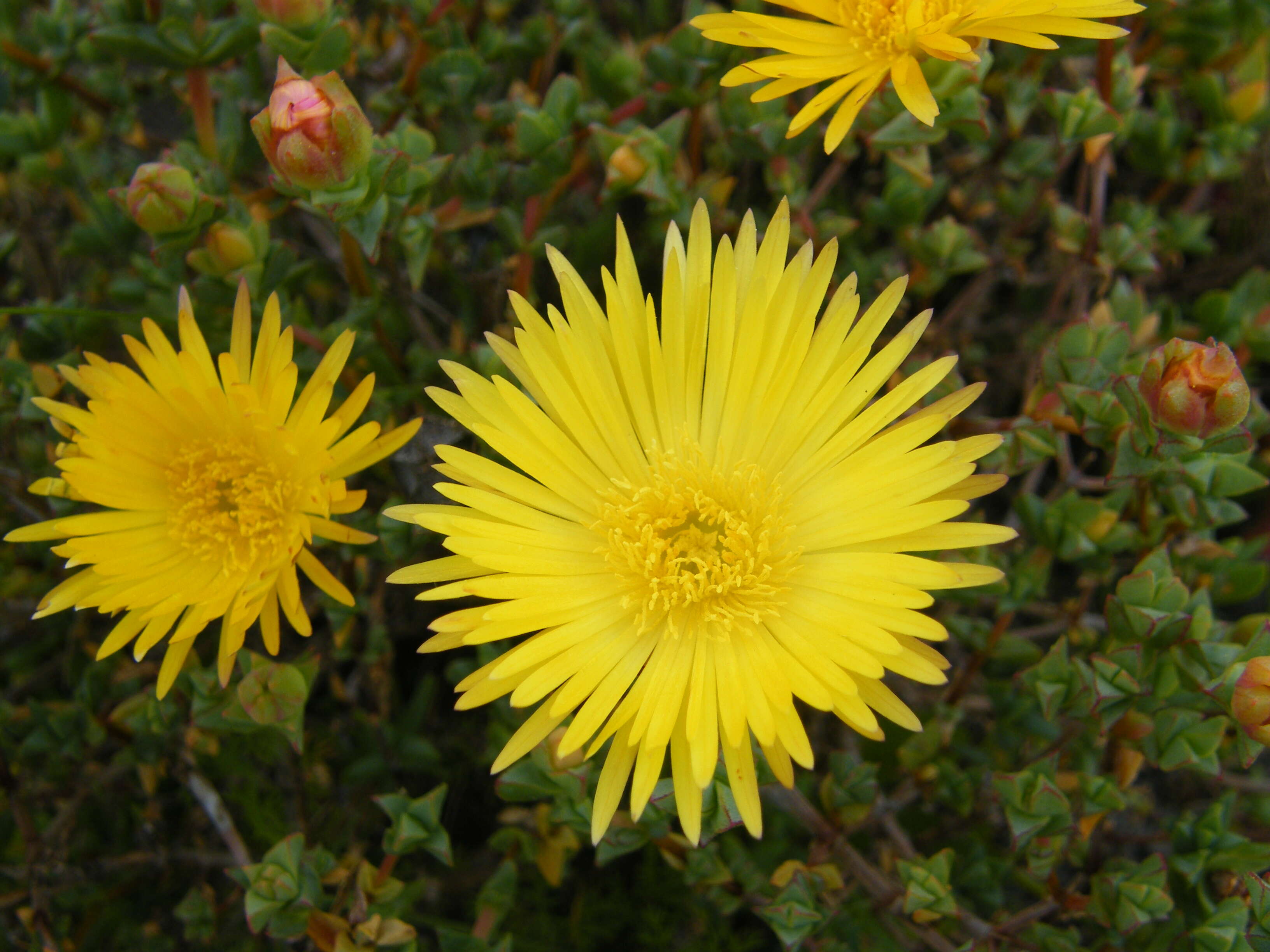 صورة Lampranthus