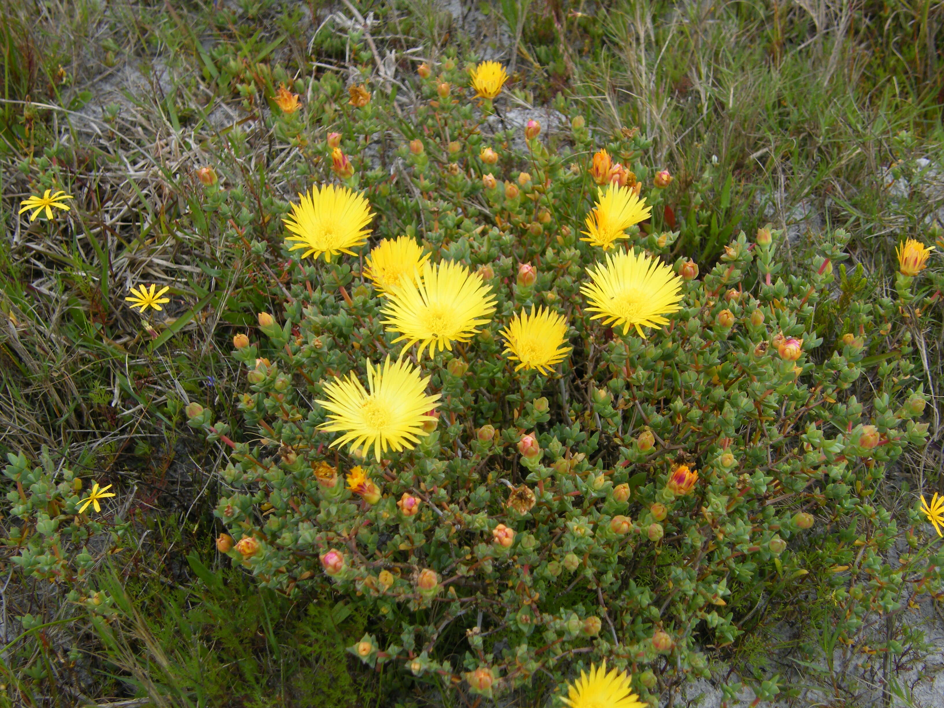 Image of Lampranthus glaucus (L.) N. E. Br.