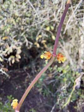 Image of Ephedra tweedieana C. A. Mey.