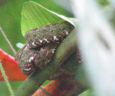 Image of Eyelash Viper