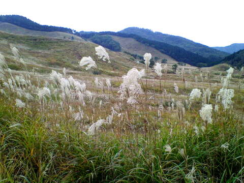 Imagem de Miscanthus sinensis Andersson