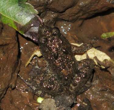 Image of Natal Dwarf Puddle Frog