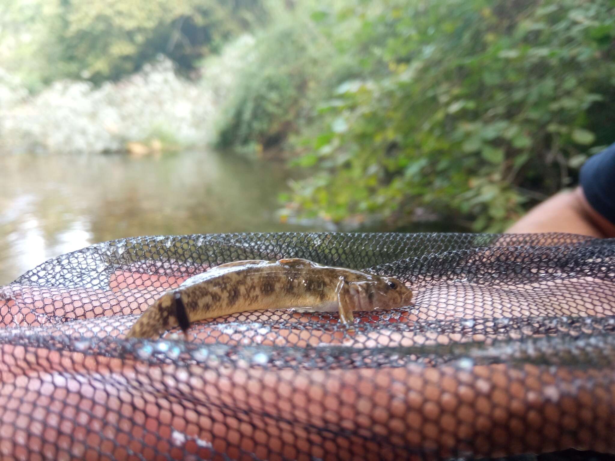 Image of Arno Goby