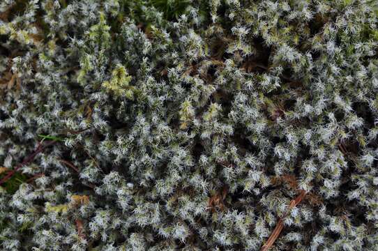 Image of racomitrium moss