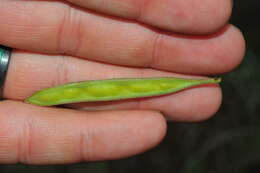 Image of Calliandra haematomma var. colletioides (Griseb.) Barneby