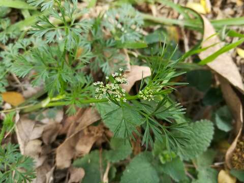 Image of marsh parsley