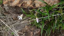 Image of Xerophyta adendorffii Behnke