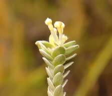 Image of Willow Capesaffron