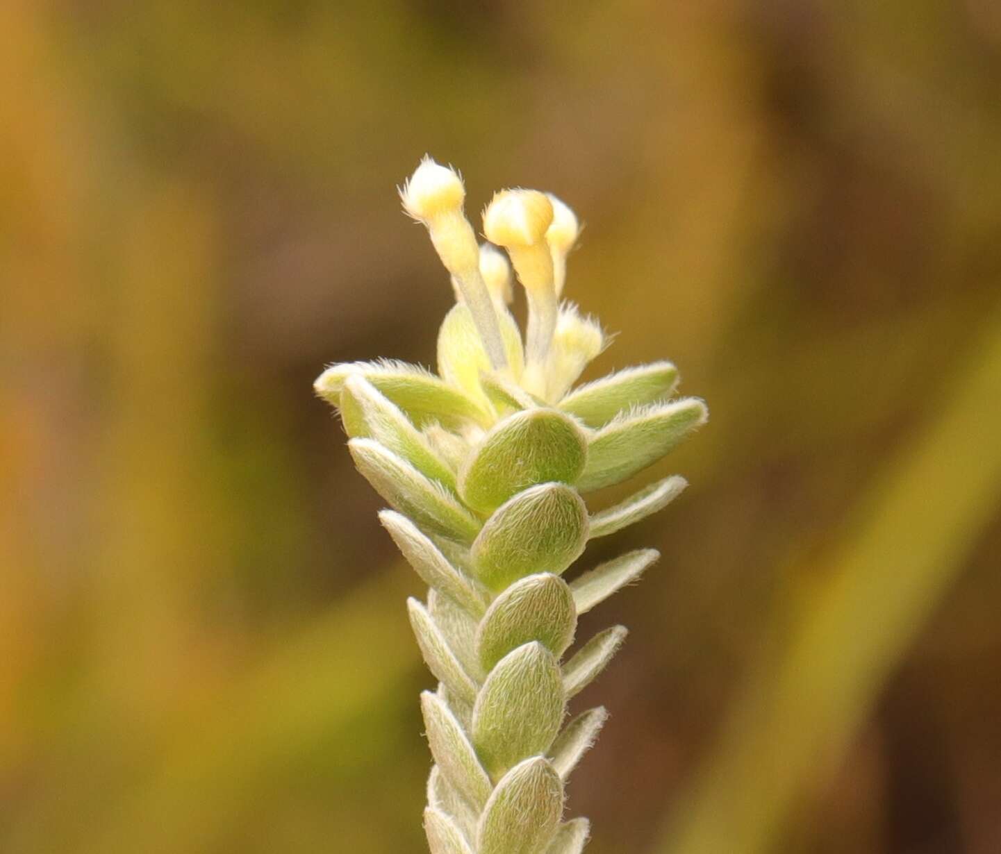 Image of Willow Capesaffron