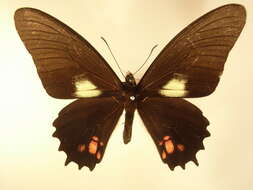 Image de Parides erithalion (Boisduval 1836)