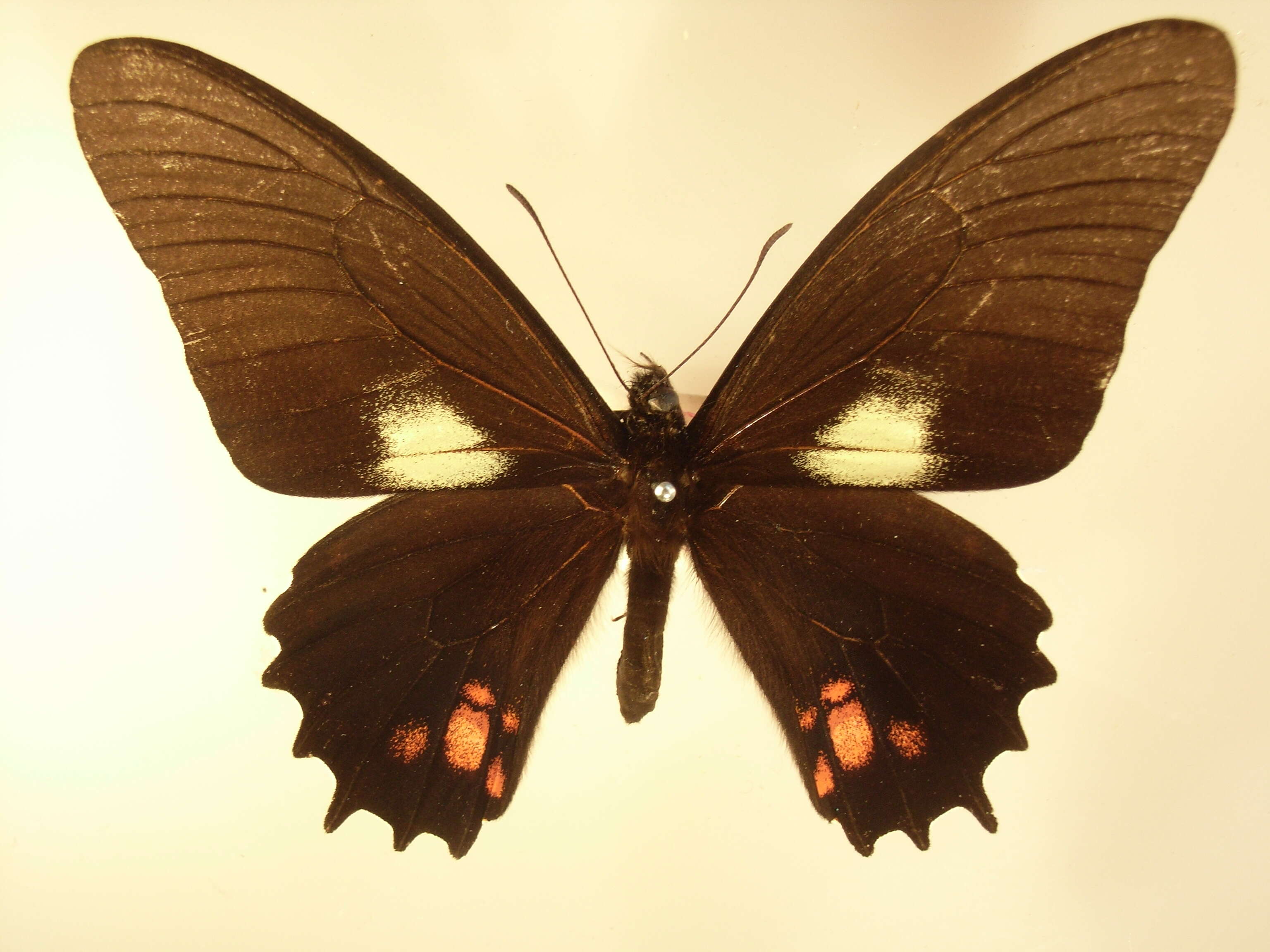 Image de Parides erithalion (Boisduval 1836)