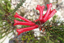 Image of Erica regia subsp. mariae (Guthrie & Bolus) E. G. H. Oliv. & I. M. Oliv.