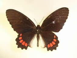 Image de Parides erithalion (Boisduval 1836)