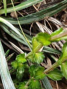 Image of Euphrasia collina R. Br.