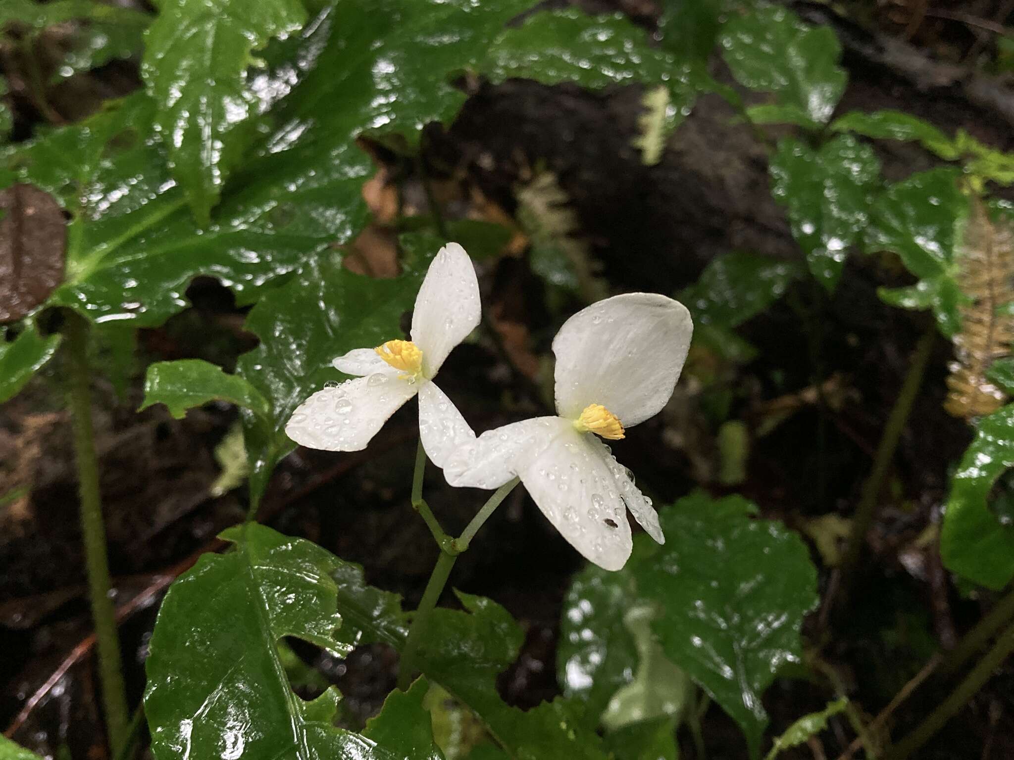 Image of Begonia ludicra A. DC.