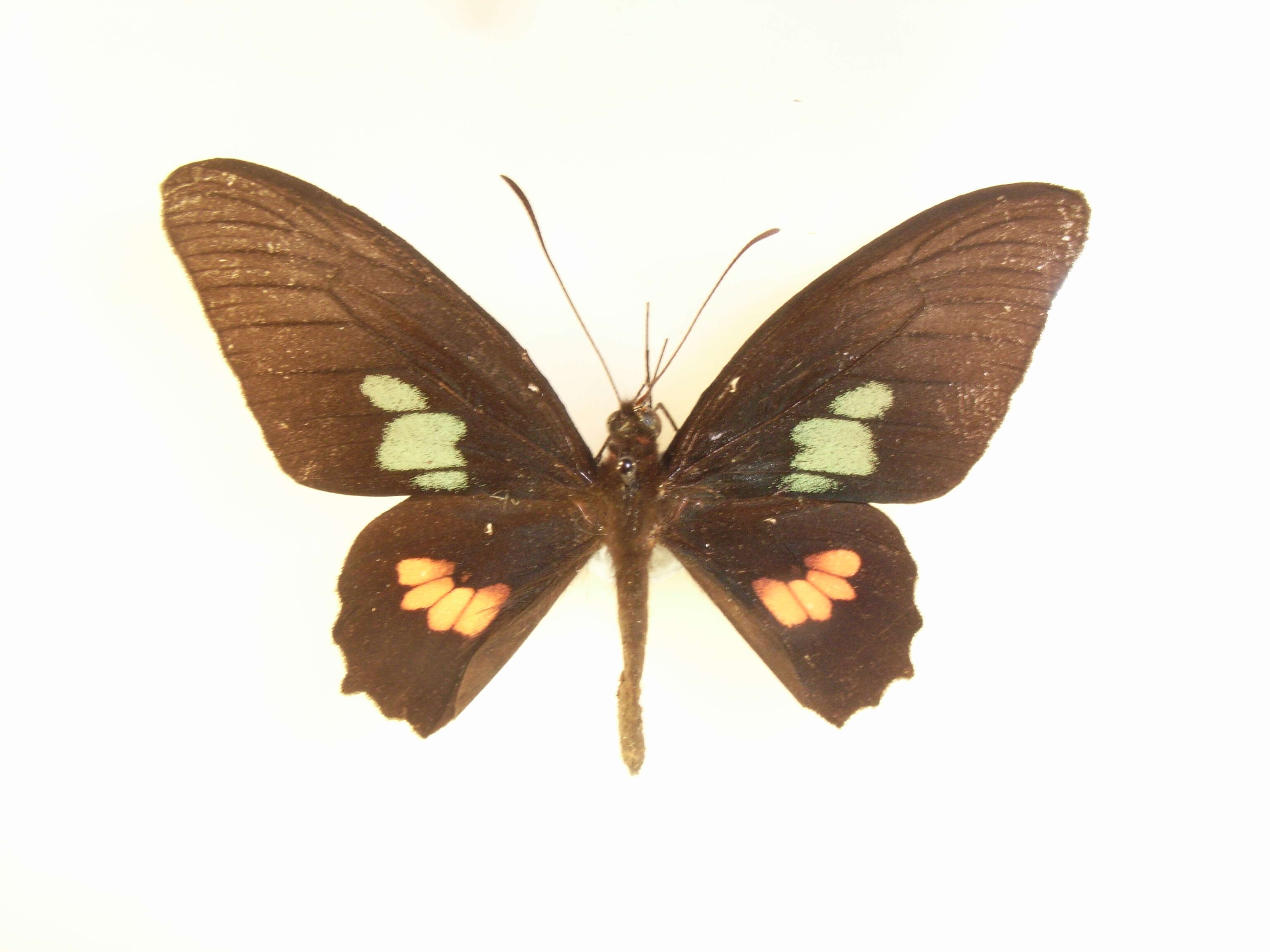 صورة Parides eurimedes (Stoll 1782)