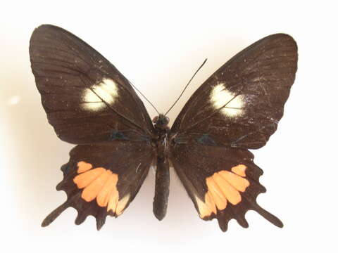 صورة Parides tros (Fabricius 1793)