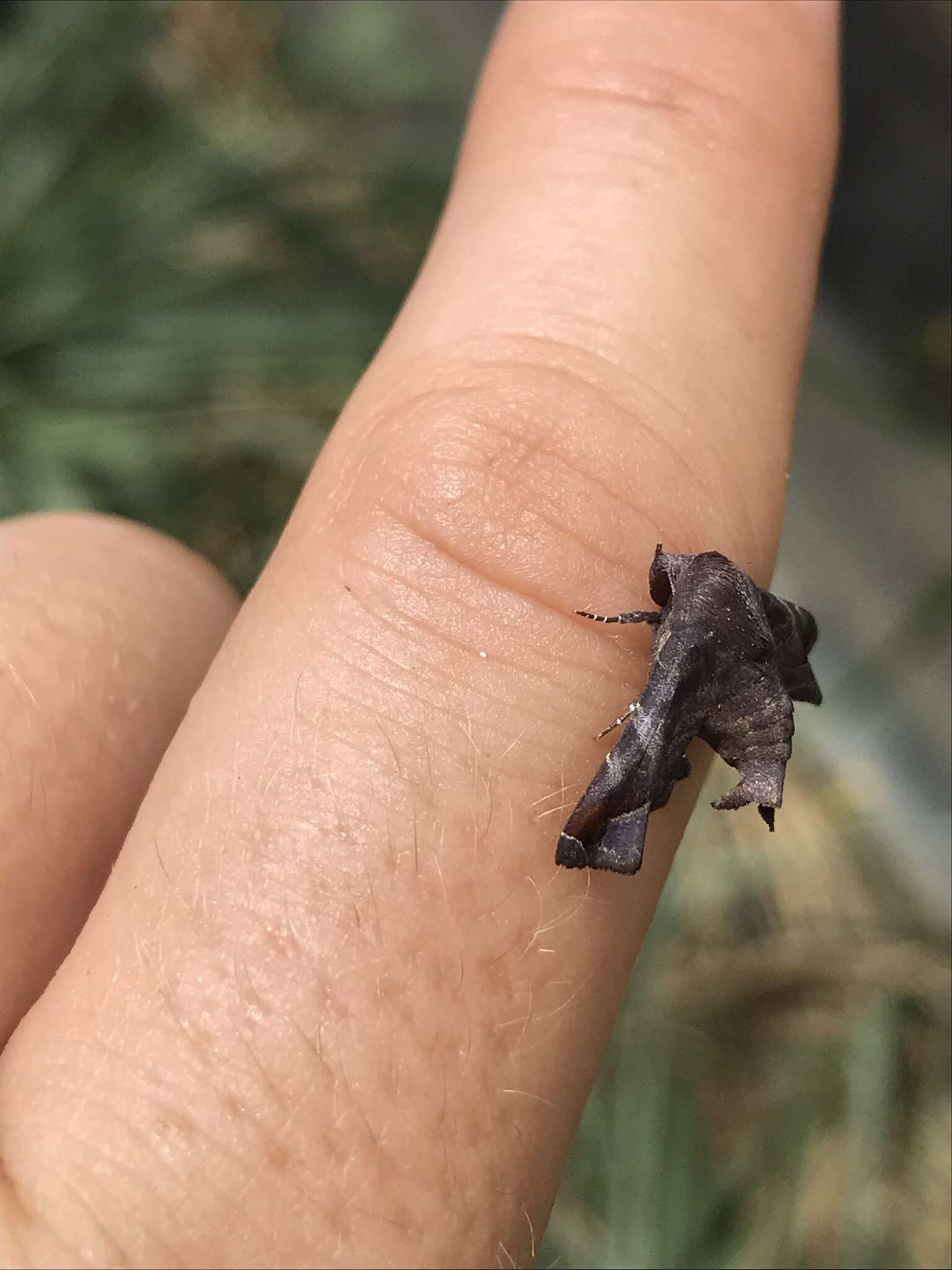 Image of Mango shoot borer