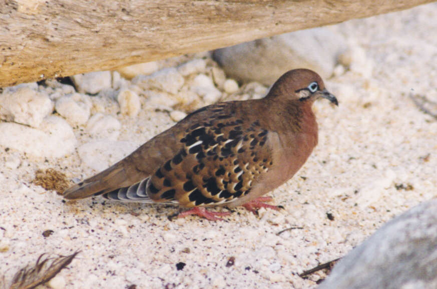 Image of Galapagos Dove