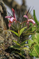 Image of Forbes' Cattleya