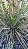 Image of foothill beargrass