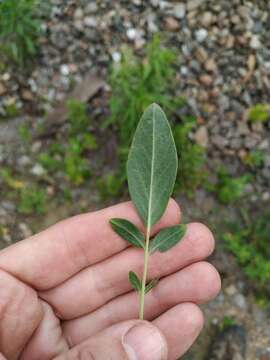 Image of Anthyllis vulneraria subsp. polyphylla (DC.) Nyman