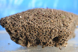 Image of Sandcastle worm