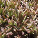 Image of Delosperma calycinum L. Bol.