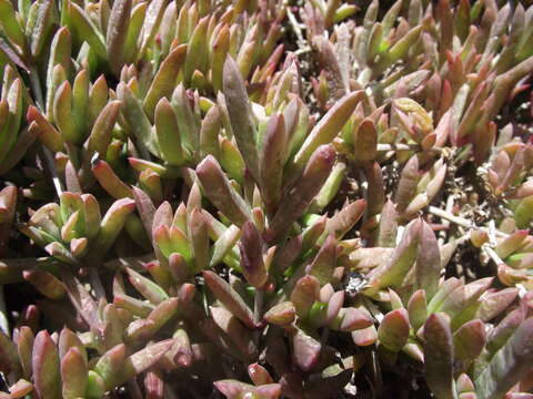 Image of Delosperma calycinum L. Bol.