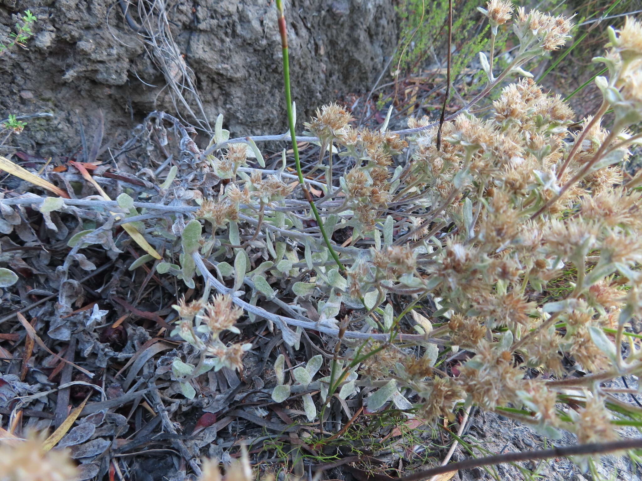 Image de Helichrysum rotundifolium (Thunb.) Less.