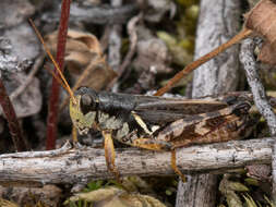 Melanoplus fasciatus (Walker & F. 1870) resmi