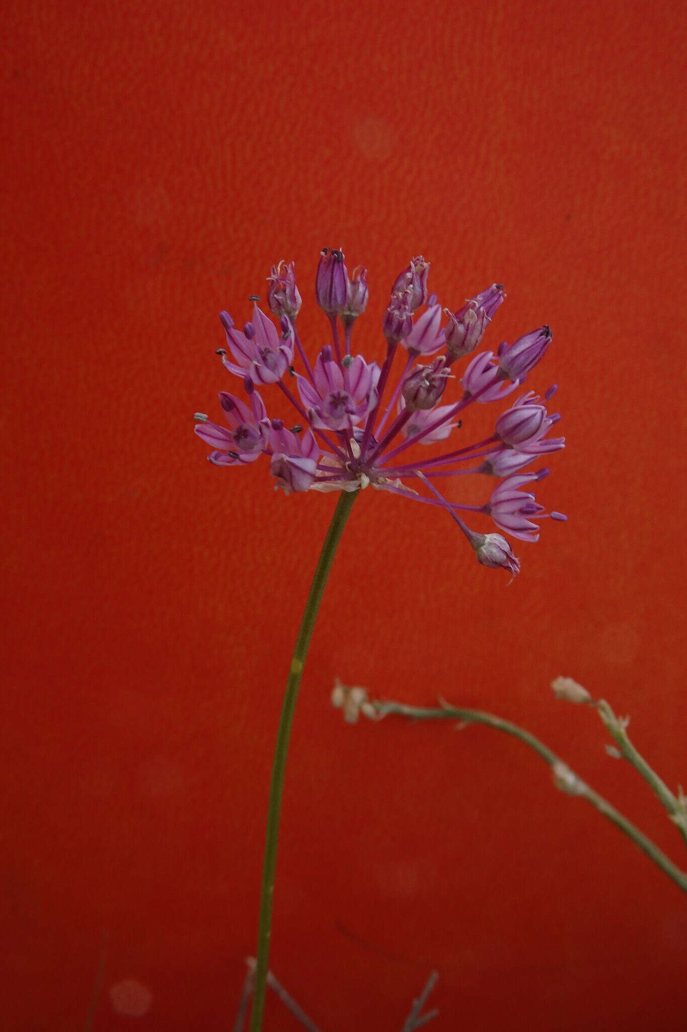 Allium pallasii Murray resmi