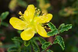 Image of St John's-wort