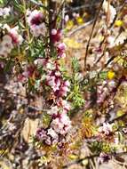 Image of Cuscuta purpurata Phil.