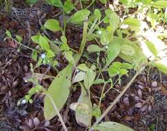 Image of Myosotis sparsiflora Pohl