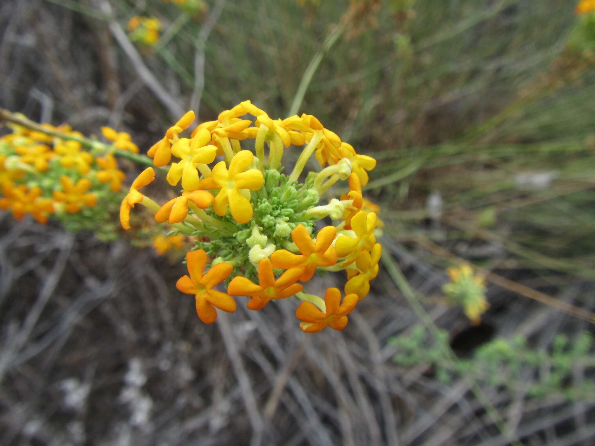 Image of Manulea cephalotes Thunb.