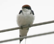 Hirundo smithii Leach 1818 resmi