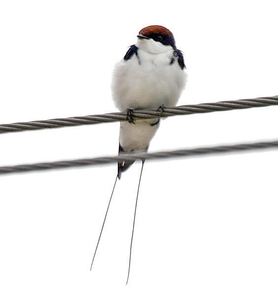 Image of Wire-tailed Swallow