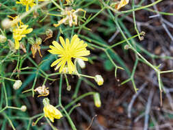 Image of Launaea lanifera Pau