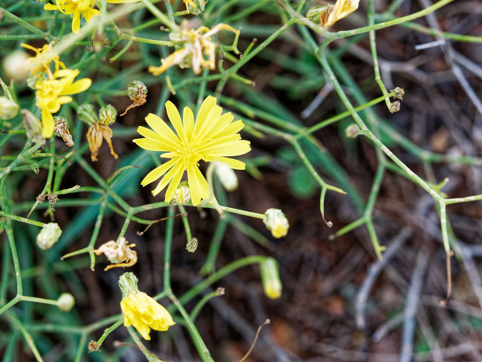 Image of Launaea lanifera Pau