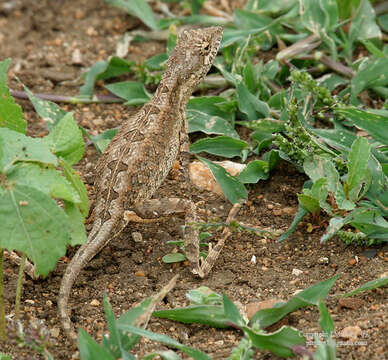 Image of Fan Throated Lizard